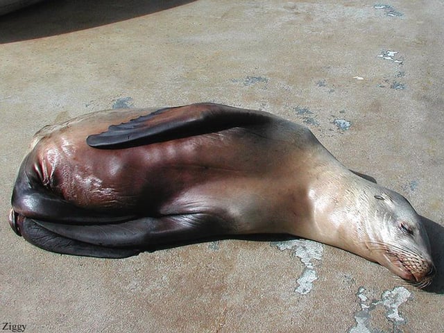 Tightly tucked flippers on a sea lion are a sign of the malaise.