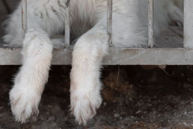 Dog paws (Shutterstock)