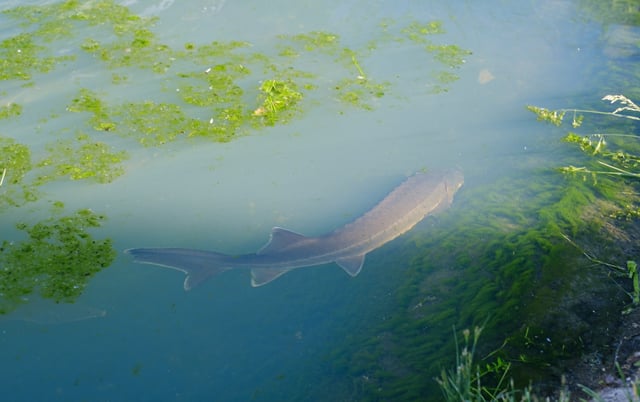 A large sturgeon swims on the surface of the water.