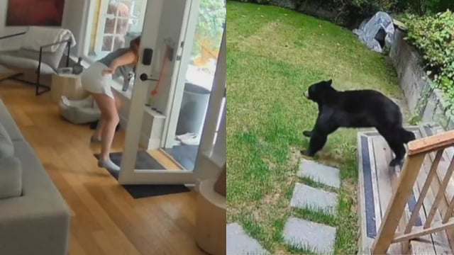 Tiny Dog Chases Massive Black Bear Out Of Its Home In Canada; Video Goes Viral