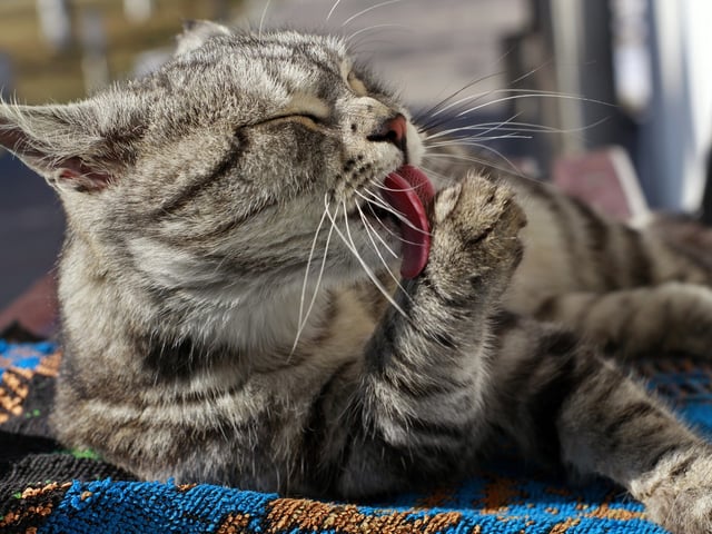 Algunos gatos mayores dejan de acicalarse con la misma frecuencia. Foto: Freepik.