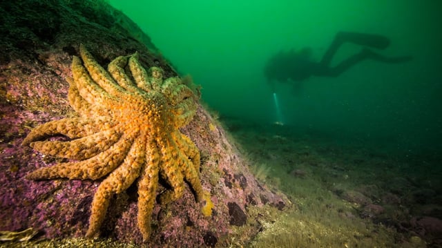 Sunflower sea star in Knight Inlet, Canada. Image courtesy of Grant Callegari/Hakai Institute.