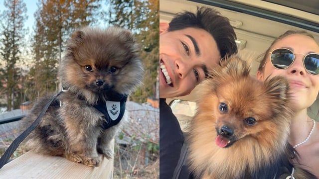 Meet Scout the fiesty Pomeranian who chased off a black bear from his Canada home.