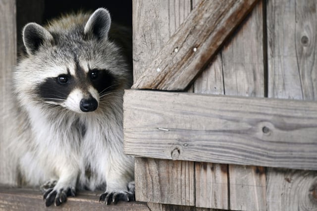 Eine gescheiterte Waschbärenentführung beschäftigt die Polizei in Schleswig-Holstein. Unbekannte drangen nachts in einen Tierpark in St. Peter-Ordning ein und suchten das Waschbärengehege aus. Dem anvisierten Tier gelang aber die Flucht.