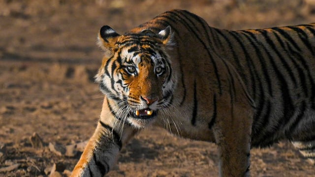 Seven-year-old tigress found dead in Bhadra Tiger Reserve (Pic for representation)
