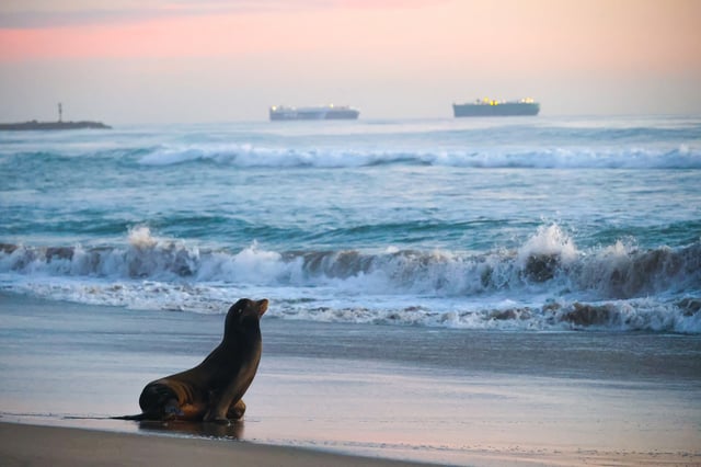 FILE: As the sun sets, a sea lion looks out at the waves.
