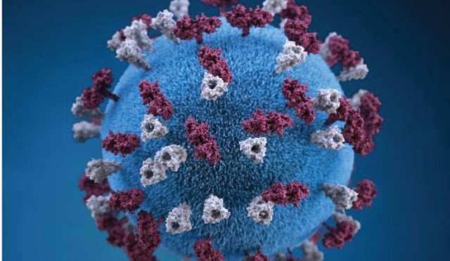 The measles virus is seen in a 3D graphical representation from the Centers for Disease Control. (CDC)