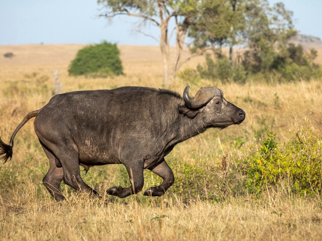 African male buffalo running at full speed in the grassy plains of Masai Mara in Kenya