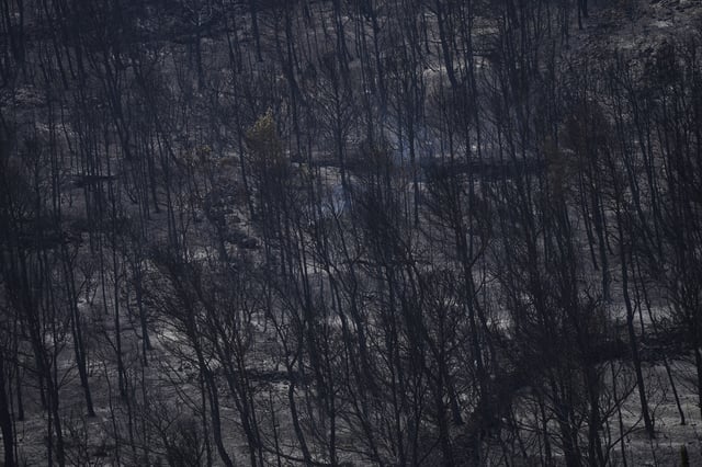 Burned trees are pictured during one of the largest wildfire in decades in Fontjoncouse, southern France, Friday, Aug.8, 2025. (AP Photo/Manu Fernandez)