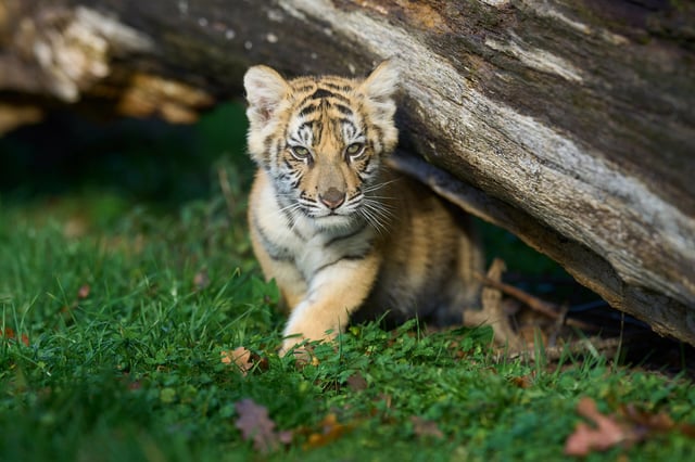 Drei Tigerbabys wurden im Zoo Leipzig eingeschläfert, weil sich die Mutter nicht um die Jungtiere gekümmert haben soll. (Symbolbild)