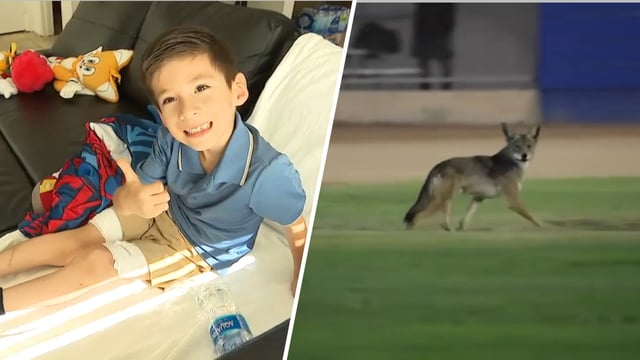 Left: 6-year-old Enoch Palomar speaks with NBC4 on Friday, Aug. 9, 2025. Right: A coyote roams Del Amo Park in Carson.