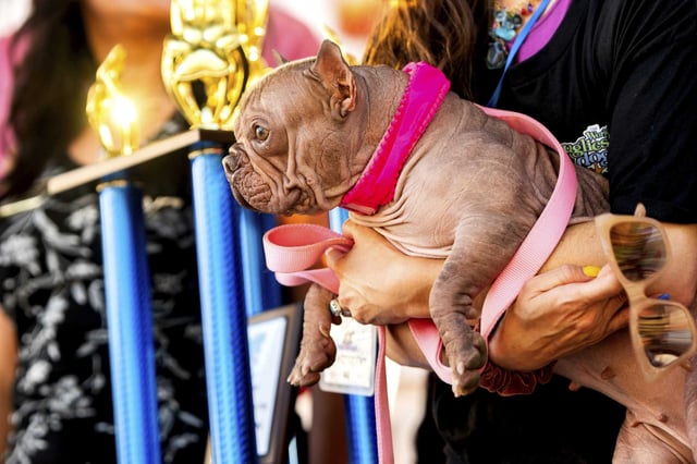 Petunia, a hairless French bulldog mix from Eugene, Ore., wins first place in the World&#39;s Ugliest Dog Contest at the Sonoma County Fair in Santa Rosa.