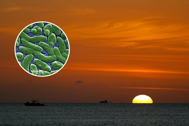 (L): Grouping of Vibrio vulnificus bacteria revealed in the 13184x magnified scanning electron microscopic (SEM) image, 2005. 
(R): A boat chugs along the Gulf of Mexico as the sun sets over the the horizon, Thursday, March 19, 2020, in the St. George Island section of Eastpoint, Fla.