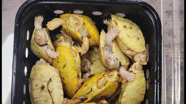 50 Albino red-eared sliders (left) were carried in boxes littered with faecal material.