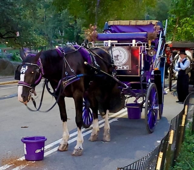 A carriage horse inside Central Park near Central Park South. (Lincoln Anderson for New York Daily News)