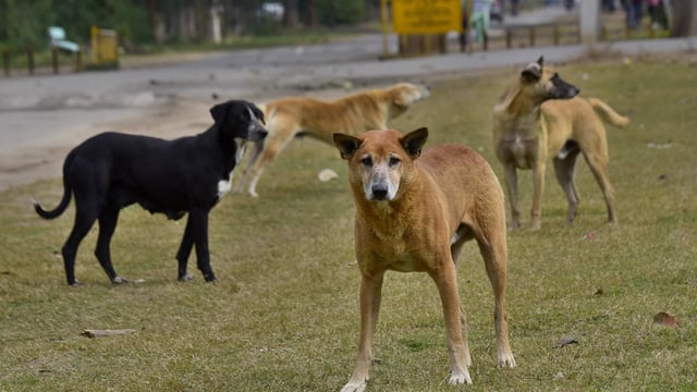 In the video, the dog can be seen running erratically, attacking family members in the yard. 
