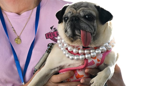 Die schief heraushängende Zunge brachte Mops Jinny Lu (5) die Silbermedaille.