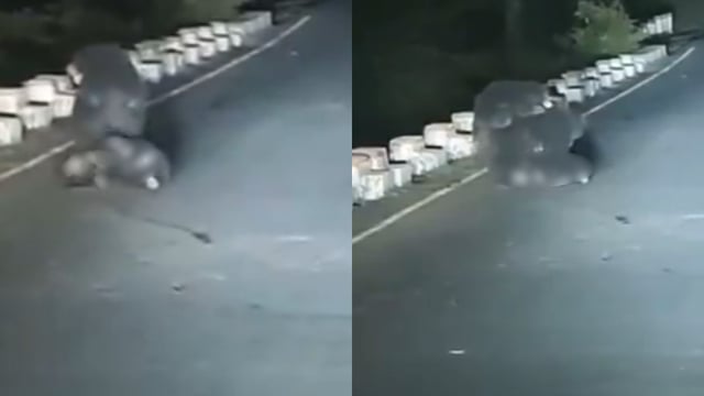 Heartbreaking bear video goes viral. Image Source: ‘harshtrivediii’/ X