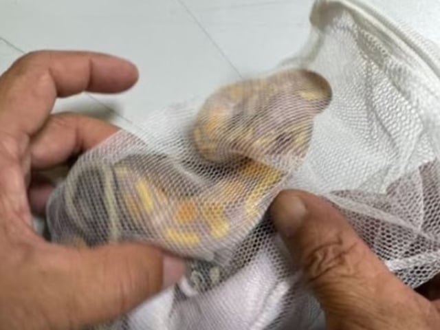 Sri Lanka. Un hombre intentaba sacar serpientes protegidas en un vuelo. Tres pitones escondidas. Foto: Departamento de Parques Nacionales, Vida Silvestre y Conservación de Plantas