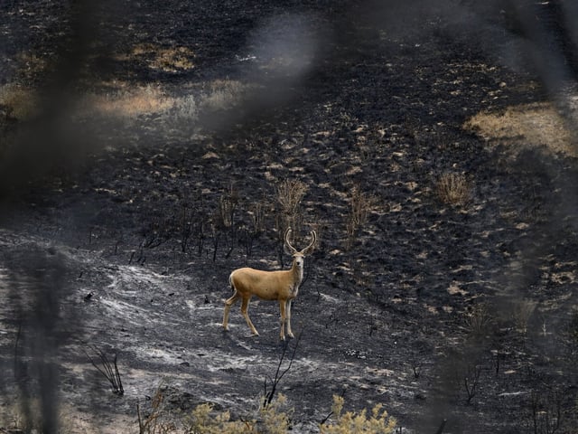 A curious buck looks up towards Kathleen Kelley’s scorched property at her ranch in Rio Blanco County just outside of Meeker, Colorado, on Friday, Aug. 08, 2025. Kathleen’s home was spared from the Lee fire, but did get some damage and scorched land around the home. (Photo by Andy Cross/The Denver Post)