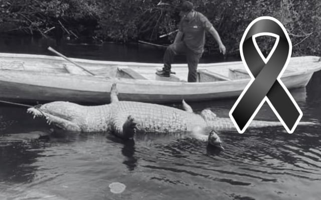 Murió “Lucho”, el cocodrilo más longevo de La Ventanilla: Profepa investiga causas y sepulta al ejemplar en playa de Oaxaca. / PROFEPA. - Imagen del moño ilustrativa hecha con IA (Chatgpt).
