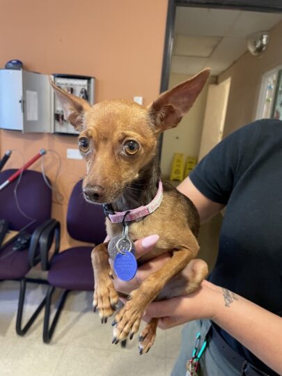 County officials said this Chihuahua was impounded Sunday as part of an investigation involving its owner, who was reportedly captured on video abusing the dog last month. (Courtesy of San Diego County Department of Animal Services)