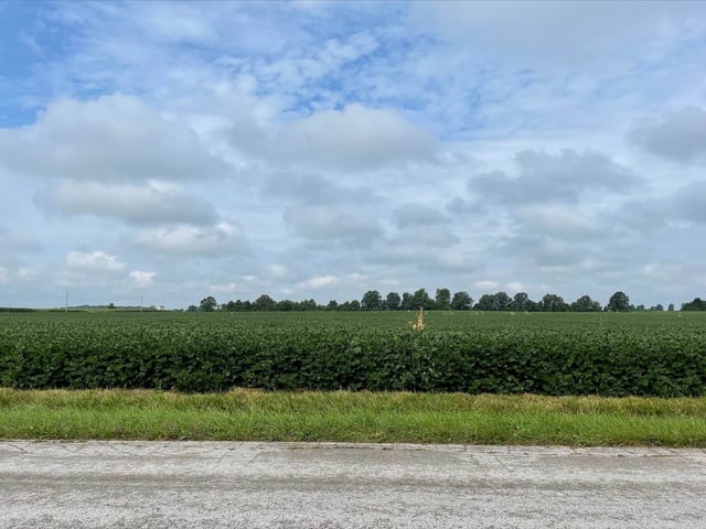 General view of a soybean field in Wyandot County, Ohio, U.S., August 16, 2021. Picture taken August 16, 2021.  REUTERS/Christopher Walljasper/ File Photo