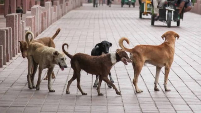 Representative Image: Street Dogs Chase Bengaluru Techie; He Jumps Gate to Escape — Only To Be Accused of Theft