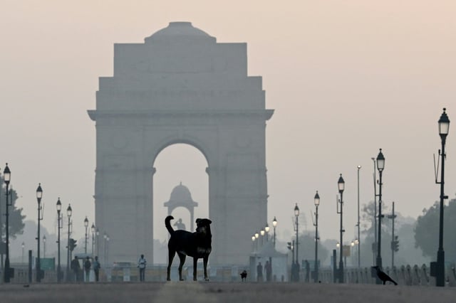 Zehntausende Straßenhunde sind täglich in Neu Delhi unterwegs - nun sollen sie laut einer Justizentscheidung eingefangen werden. Indiens Oberster Gerichtshof ordnete an, dass die Tiere von den Straßen verschwinden müssten.