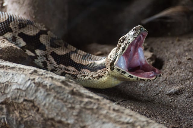 This stock image shows a snake.