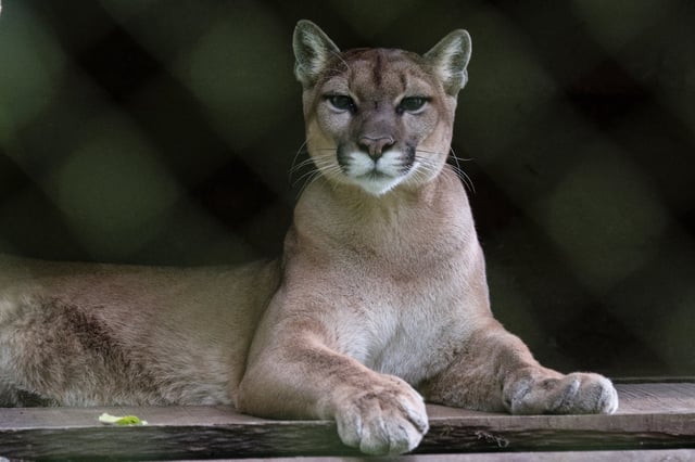 A mountain lion (Puma concolor) is pictured at the Wildlife Rescue Center in Alajuela, Costa Rica, on September 16, 2024. (Photo by Ezequiel BECERRA / AFP) (Photo by EZEQUIEL BECERRA/AFP via Getty Images)