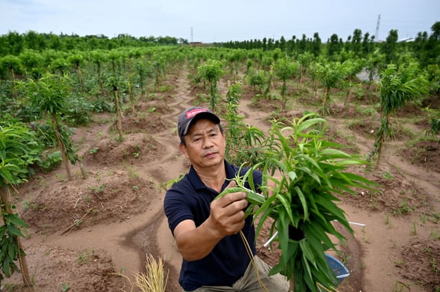 Thousands of villagers—including the peach tree farmer pictured here—are being forced off their land to make way for the Trump family&#39;s $1.5 billion golf course in exchange for just a year&#39;s worth of pay.