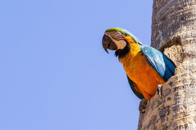 A macaw with half of its body inside a hole in a coconut tree trunk. Credit: Ângela Macário / Alamy Stock Photo