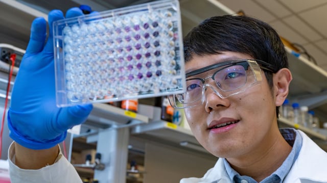 A scientist wearing safety glasses and blue gloves closely inspects a clear multi-well plate in a laboratory setting, part of a study exploring ways to boost vitamin K₂ production in food-grade bacteria.