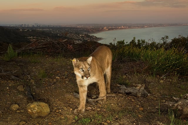 FILE: A mountain lion prowls above Los Angeles, the Santa Monica Pier and the Pacific Ocean.