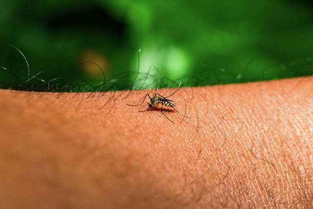 Invasive Aedes mosquitoes, which transmit the chikungunya, dengue and Zika viruses, have expanded worldwide, including to California.