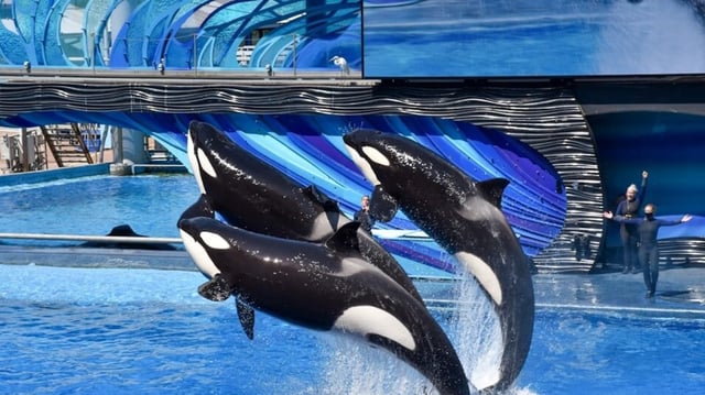 While there are numerous cases where orcas have injured their trainers, there are a few times when there have been fatalities. Image for representation