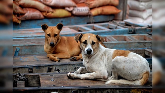 Stray dogs
