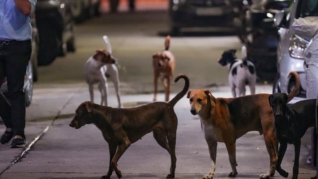 The Supreme Court's order on Monday to remove all stray dogs from the capital has led to strong objections from several groups. 
