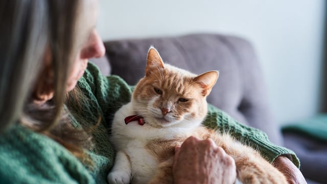 Findings could offer hope for humans and their ageing pets