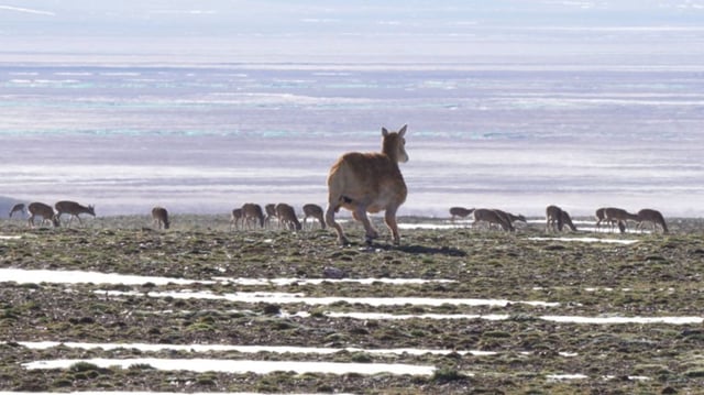 The bionic Tibetan antelope robot.