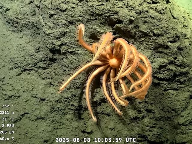 Expedición en fondo del mar, en Argentina. Foto: Schmidt Ocean Institute.