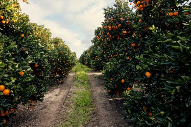 South Africa's citrus production is among the sectors that expect to be hard hit by the US tariffs