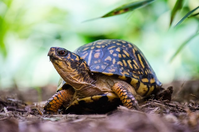 Eastern Box Turtle