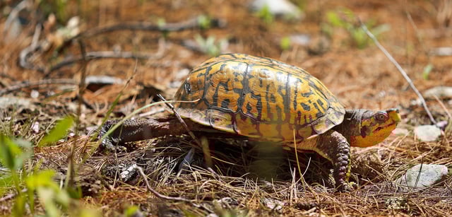 An Eastern Box Turtle walks through the woods in North Marshfield, MA on July 14, 2025.