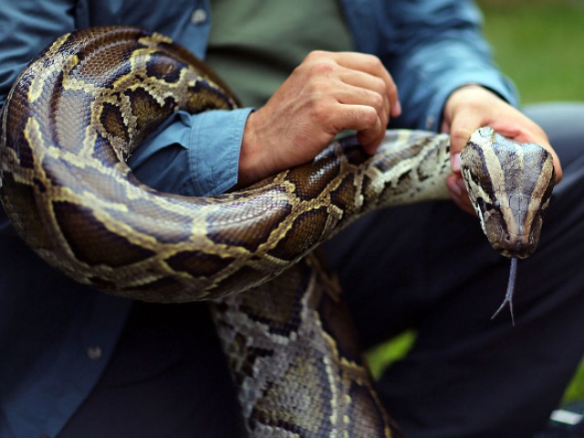 DAVIE, FL - JANUARY 12:  A Burmese python is held by Jeff Fobb as he speaks to the media at the registration event and press conference for the start of the 2013 Python Challenge on January 12, 2013 in Davie, Florida.The Florida Fish and Wildlife Conservation Commission and its partners launched the month long 2013 Python Challenge to harvest Burmese pythons in the Florida Everglades, a species that is not native to Florida.The contest features prizes of $1,000 for catching the longest snake and $1,500 for catching the most.  (Photo by Joe Raedle/Getty Images)