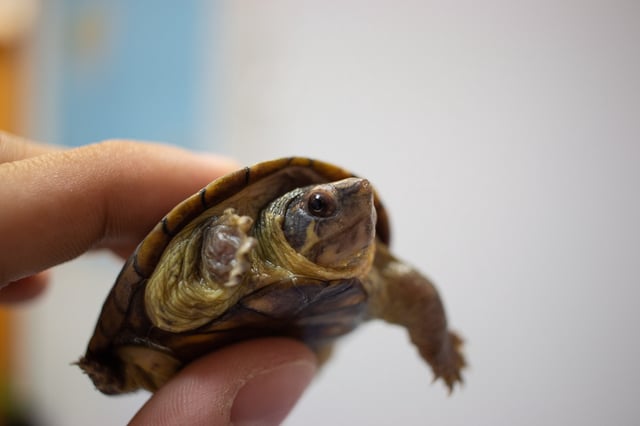 Además del contrabando de tortugas, Lin también habría enviado 11 paquetes adicionales con reptiles, incluidas serpientes venenosas. Foto: Universidad de Guadalajara. (Referencial)