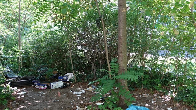 Ein Baum in Berlin wurde von 50 benutzten Heroin-Spritzen befreit.