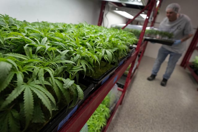 FILE- Michael Stonebarger sorts young cannabis plants at a marijuana farm operated by Greenlight, Monday, Oct. 31, 2022, in Grandview, Mo. (AP Photo/Charlie Riedel, file)