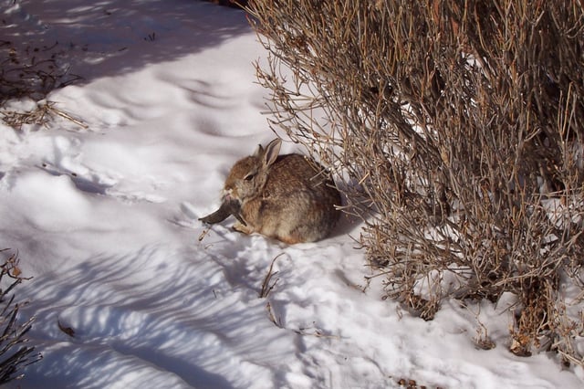 © Clinton Forry via Flickr, CC-by-2.0